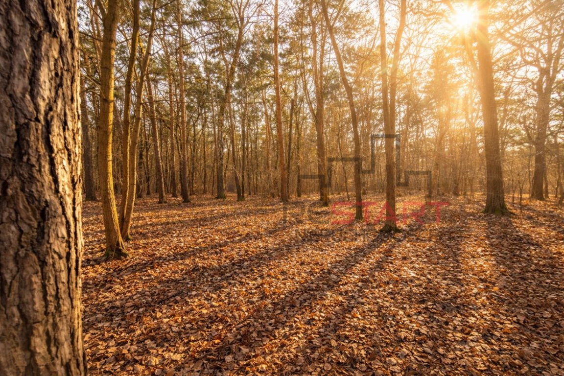 Działka 5 000 m² z lasem, media, prywatność, Książenice Książenice  4 951m2 Foto 1