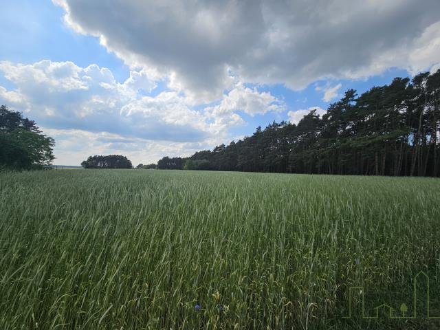 Działka budowlana na sprzedaż Chorzemin  12 500m2 Foto 2