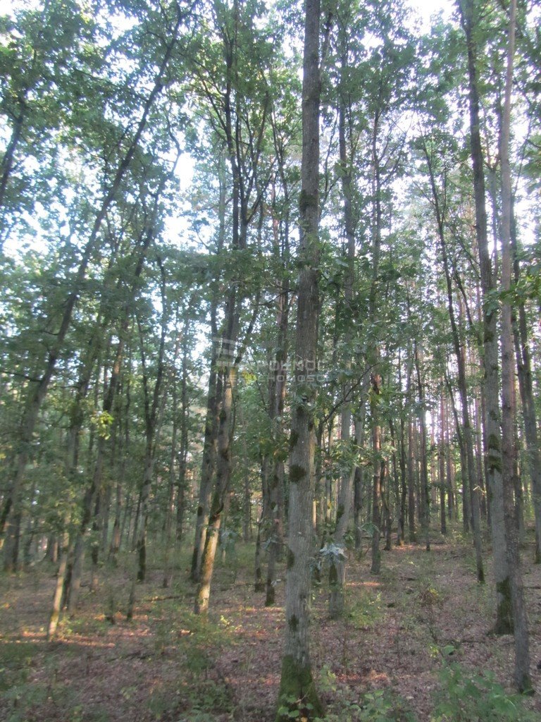 Działka leśna na sprzedaż Słonów  2 580m2 Foto 8