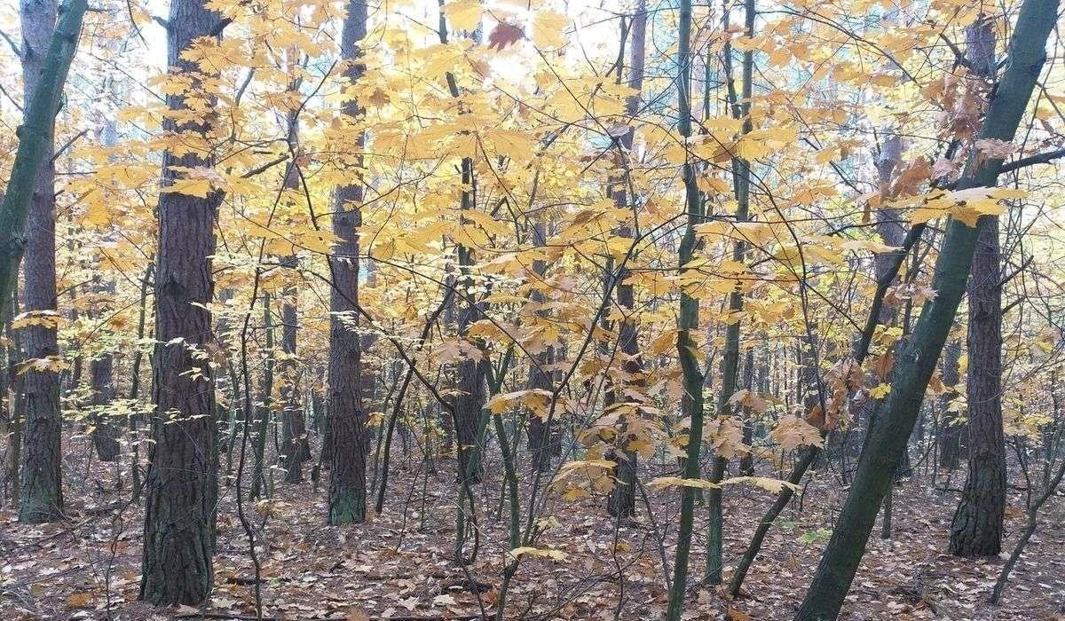 Działka leśna z prawem budowy na sprzedaż Warszawa, Wawer, ul. Kwitnącej Akacji / Izbicka  6 636m2 Foto 4