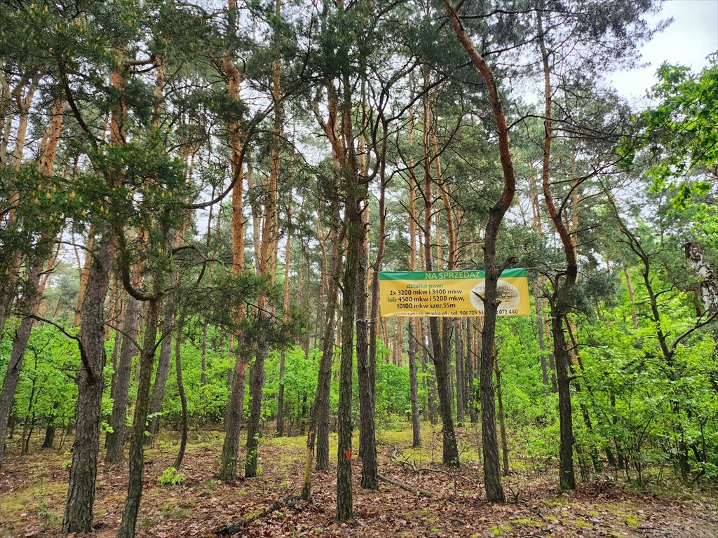 Zapraszam do zakupu leśnych działek rekreacyjnych w Borzęcinie Dużym Borzęcin Duży  3 300m2 Foto 1