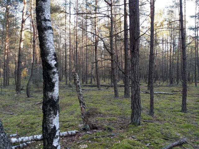 Działka leśna na sprzedaż Kąty  4 100m2 Foto 3