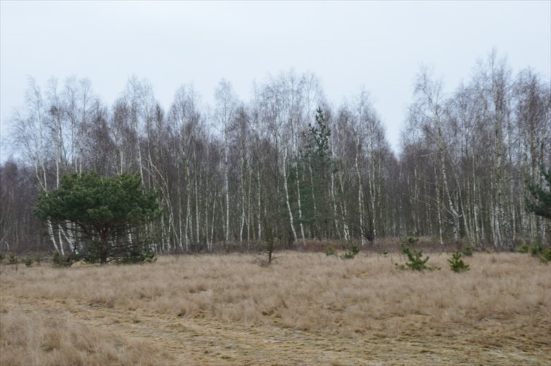 Działka 1200 m² pod usługi sportu, las, cisza, blisko Warszawy Wojcieszyn  1 200m2 Foto 1