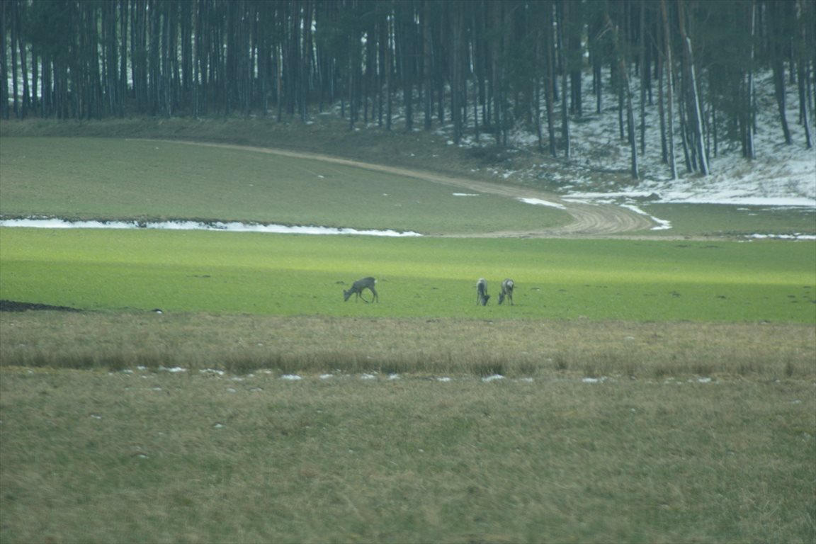 Działka budowlana na sprzedaż Karwieńskie Błoto Drugie, Wczasowa  4 750m2 Foto 1