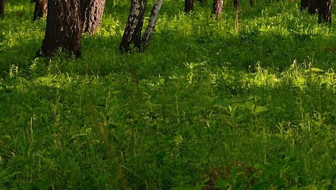 Działka siedliskowa na sprzedaż Bohdan  3 074m2 Foto 3