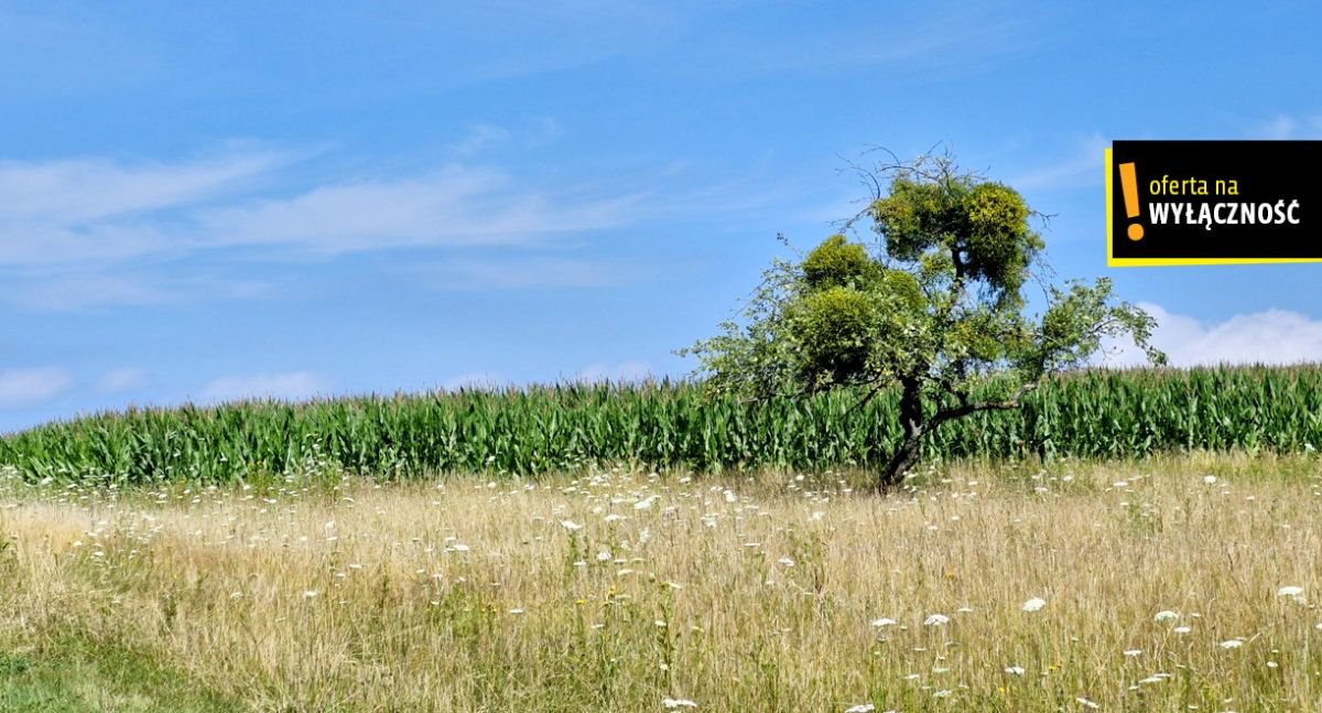 Działka rolna na sprzedaż Łęcze  26 900m2 Foto 9