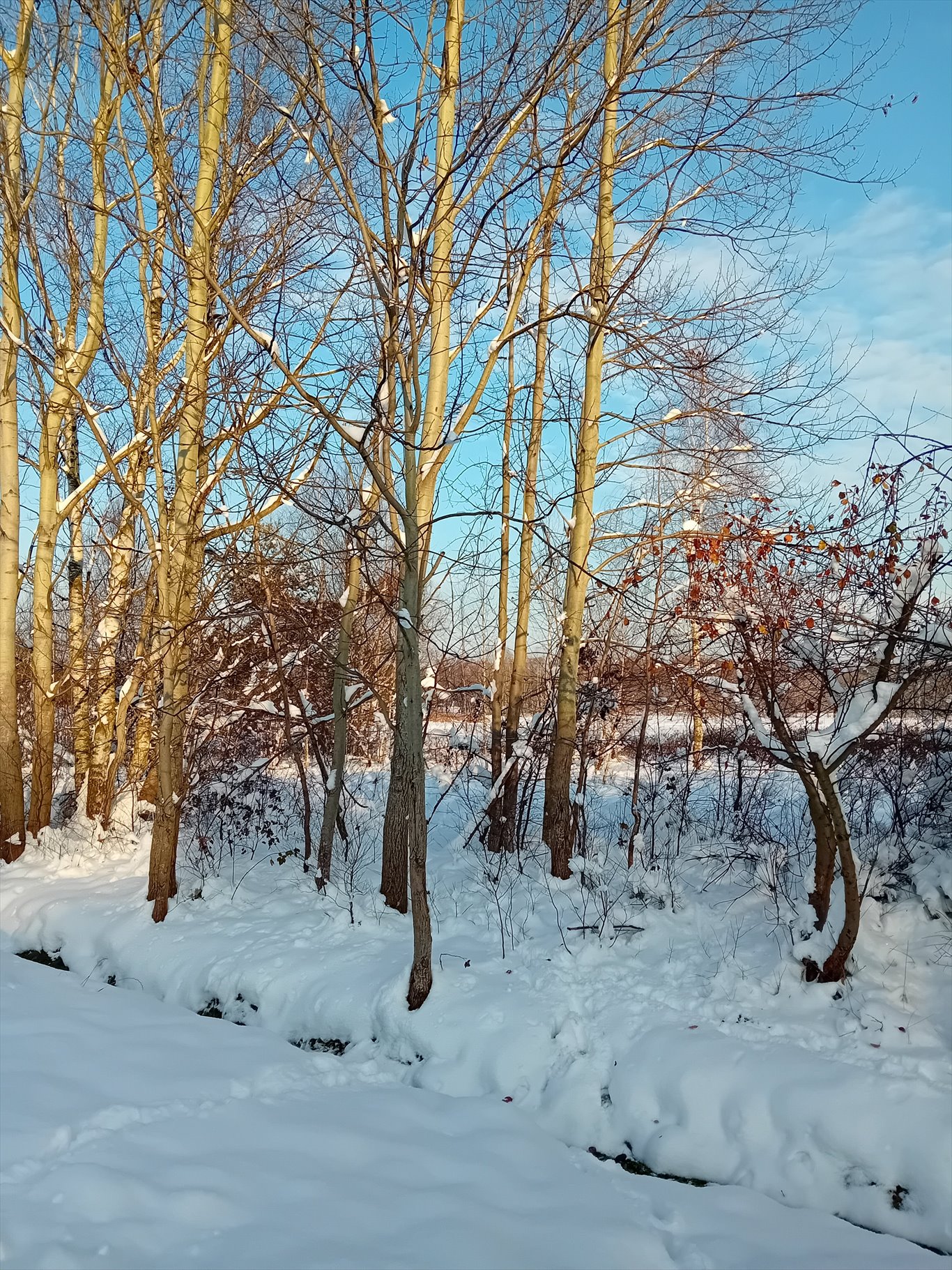 Działka budowlana na sprzedaż Tworóg Mały, Brzozowa  800m2 Foto 6