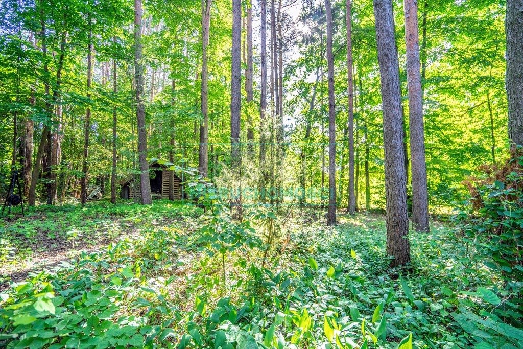 Działka budowlana na sprzedaż Adamów-Wieś  4 200m2 Foto 5