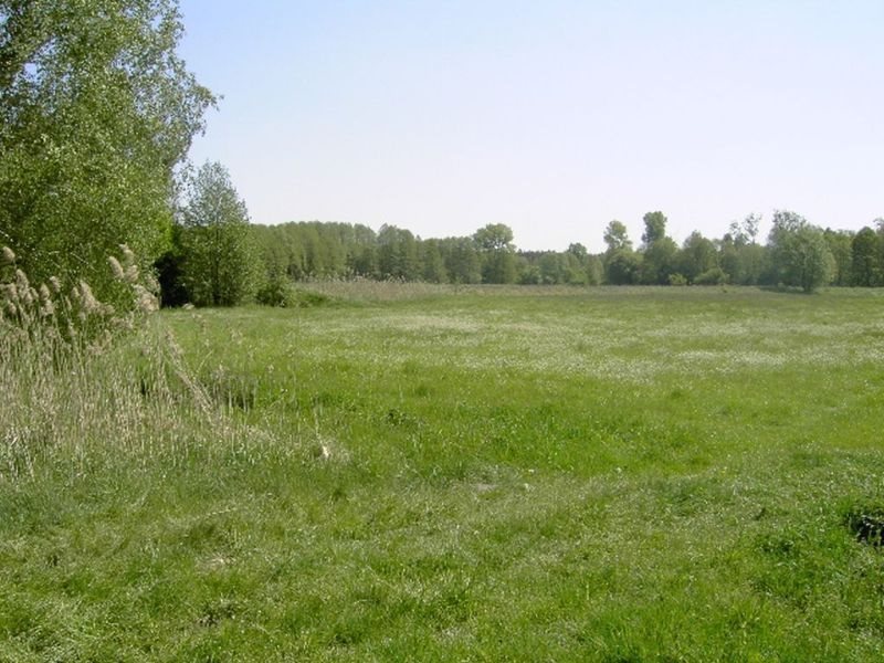 Działka rolna na sprzedaż Zbąszyń, Przychodzko  15 900m2 Foto 4