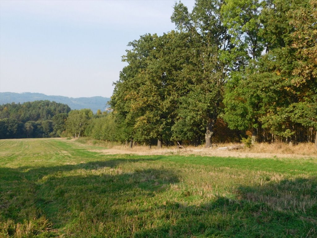 Działka rolna na sprzedaż Jaszkowa Dolna, Jaszkowa Dolna  291 440m2 Foto 7