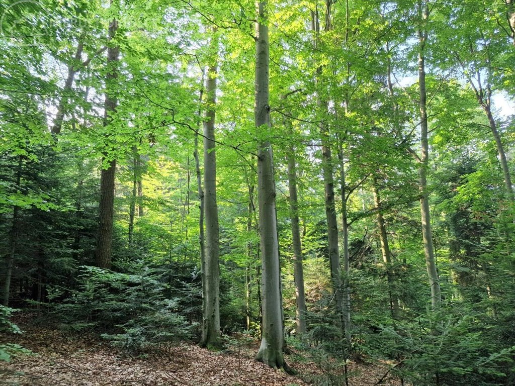 Działka leśna na sprzedaż Jodłówka Tuchowska  21 600m2 Foto 6