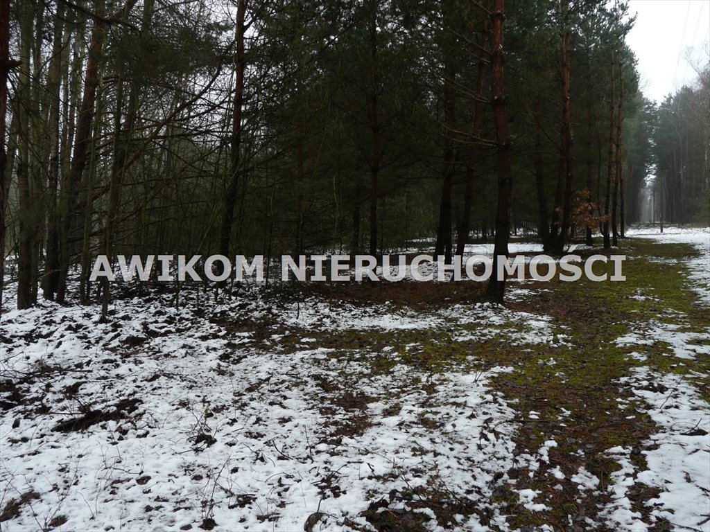 Działka leśna na sprzedaż Skierniewice, Borowiny  9 813m2 Foto 11