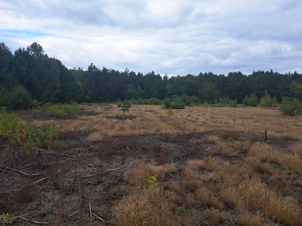 Działka rolna na sprzedaż Olszewka  3 000m2 Foto 11