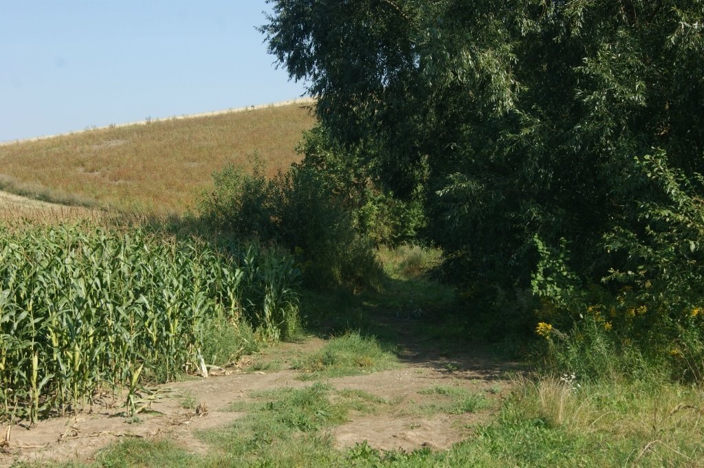 Działka inna na sprzedaż Stare Bogaczowice  1 000m2 Foto 14