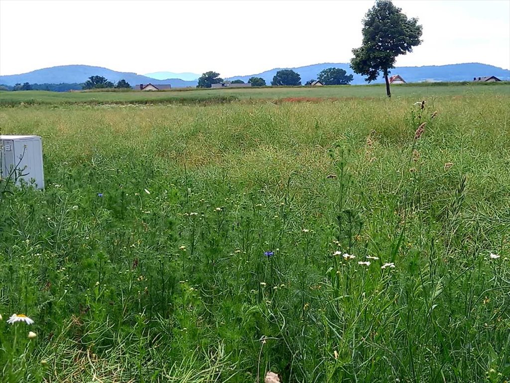 Działka budowlana na sprzedaż Olszany, Olszany  6 070m2 Foto 9