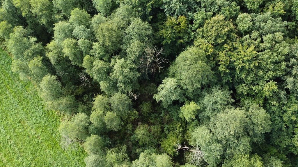 Działka leśna na sprzedaż Cieplice  10 300m2 Foto 3