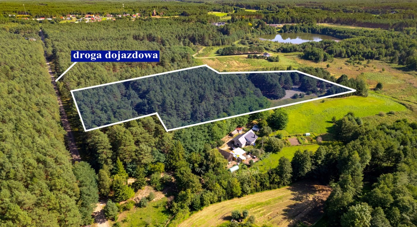 Wyjątkowa działka 3,5 ha w Puszczy Noteckiej - polecam! piłka  35 000m2 Foto 1