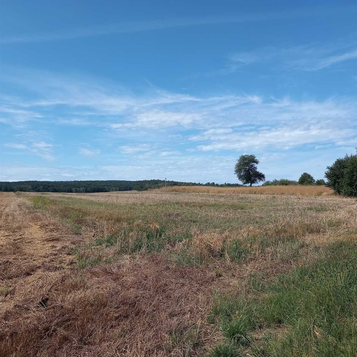 Działka budowlana na sprzedaż Męcinka, Sichów  2 513m2 Foto 14