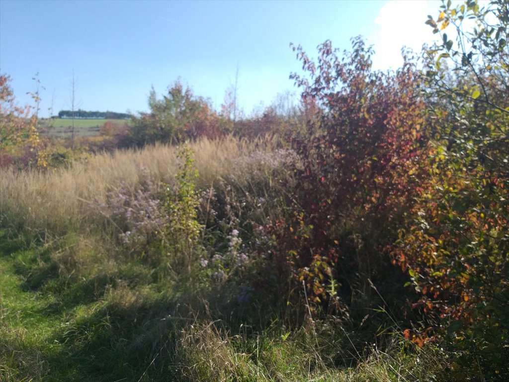 Działka rolna na sprzedaż Makowiska  1 133m2 Foto 4