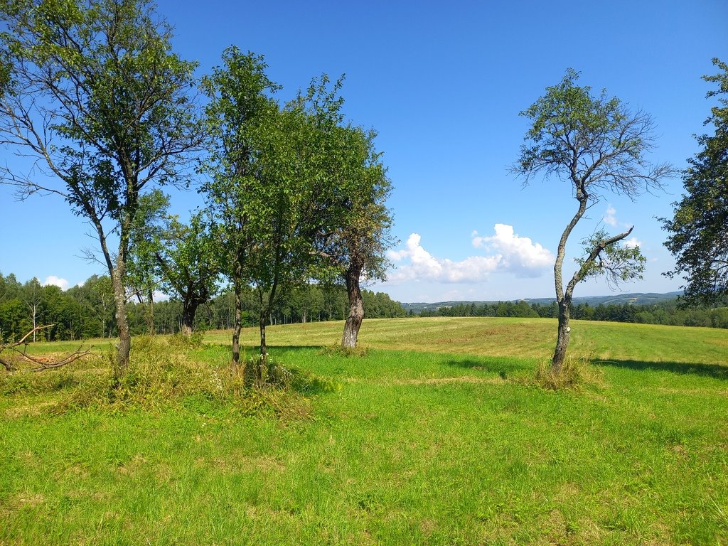 Działka budowlana na sprzedaż Lutcza  96 200m2 Foto 4