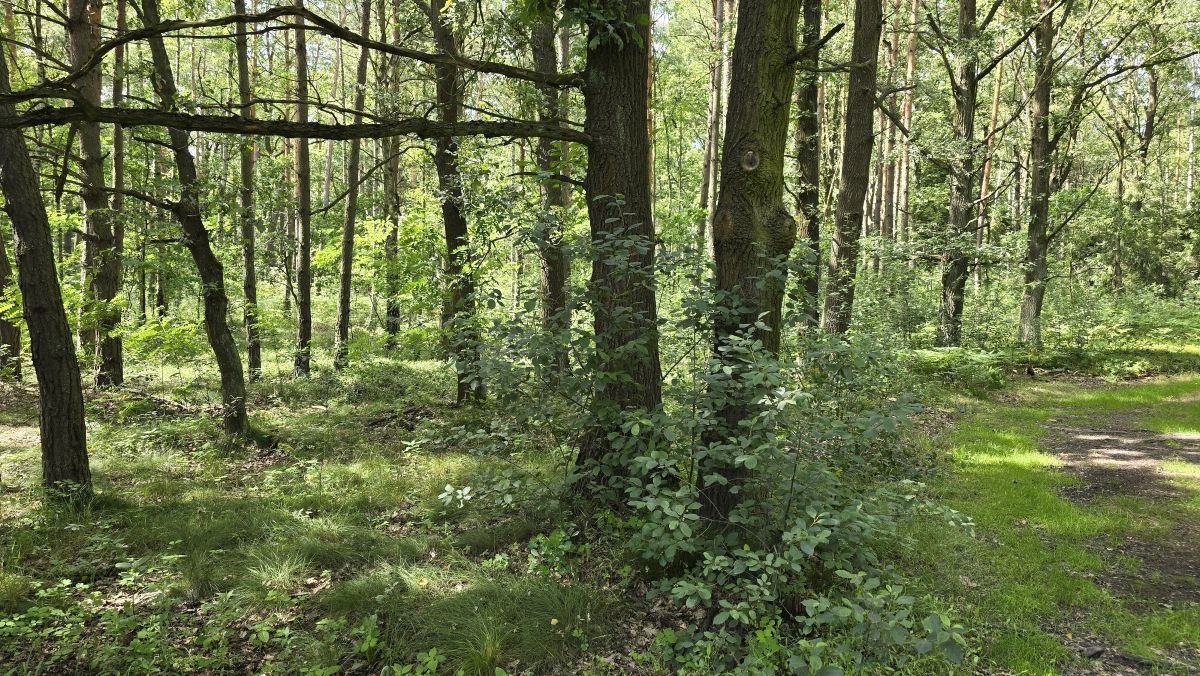 Działka leśna na sprzedaż Chwostek, Otrzęsie  2 909m2 Foto 2