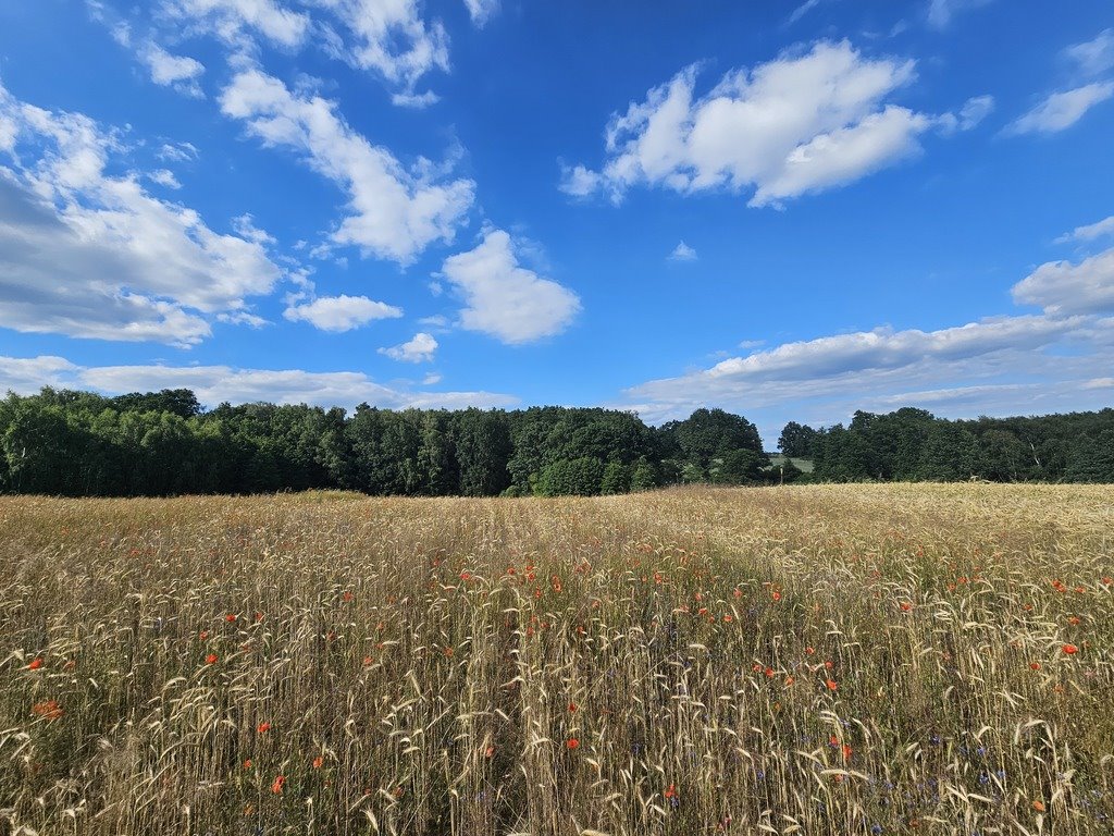 Działka budowlana na sprzedaż Kłodawa  1 763m2 Foto 5