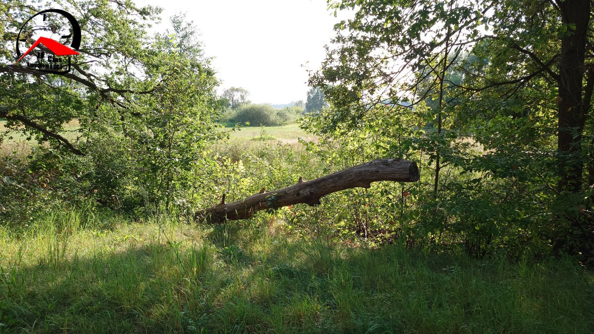 Działka gospodarstwo rolne na sprzedaż Dąbie  5 900m2 Foto 7