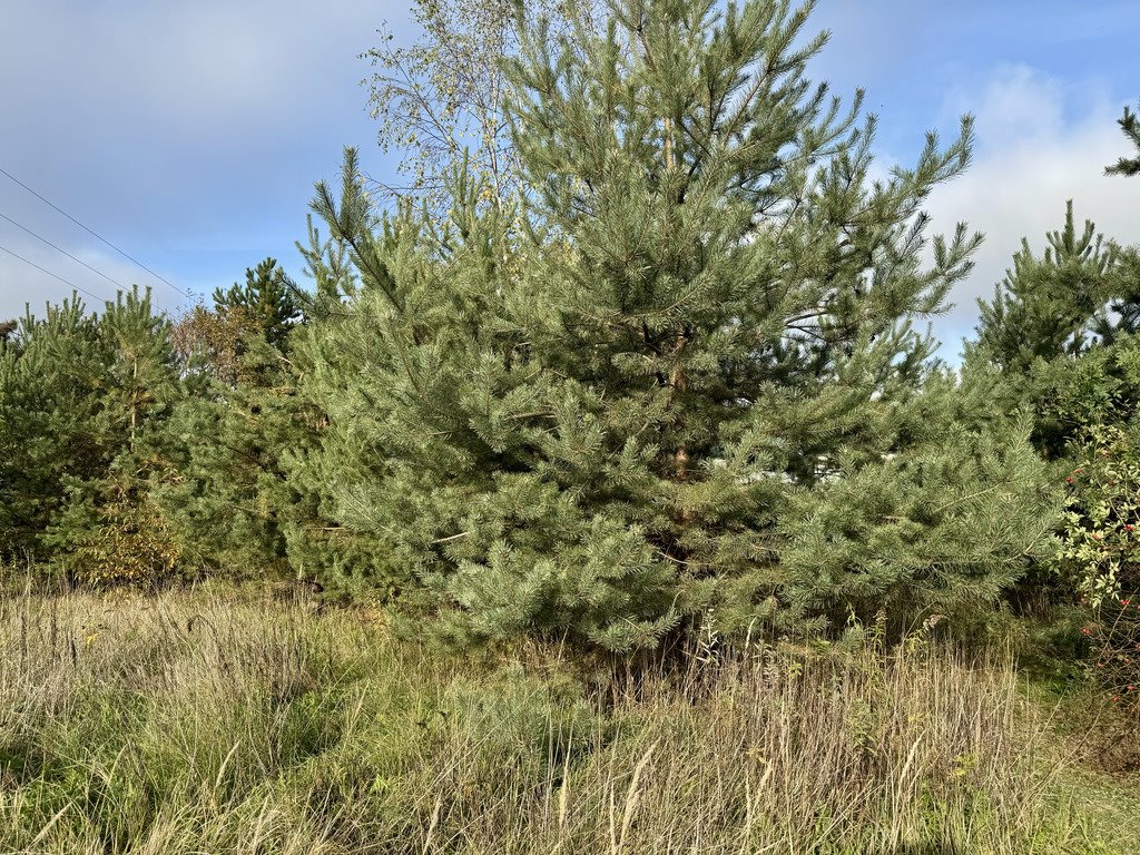 Działka budowlana na sprzedaż Lesznowola  1 000m2 Foto 6