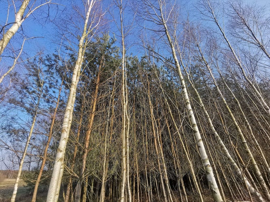 Działka leśna na sprzedaż Czyżkowo, Czyżkowo  18 900m2 Foto 10