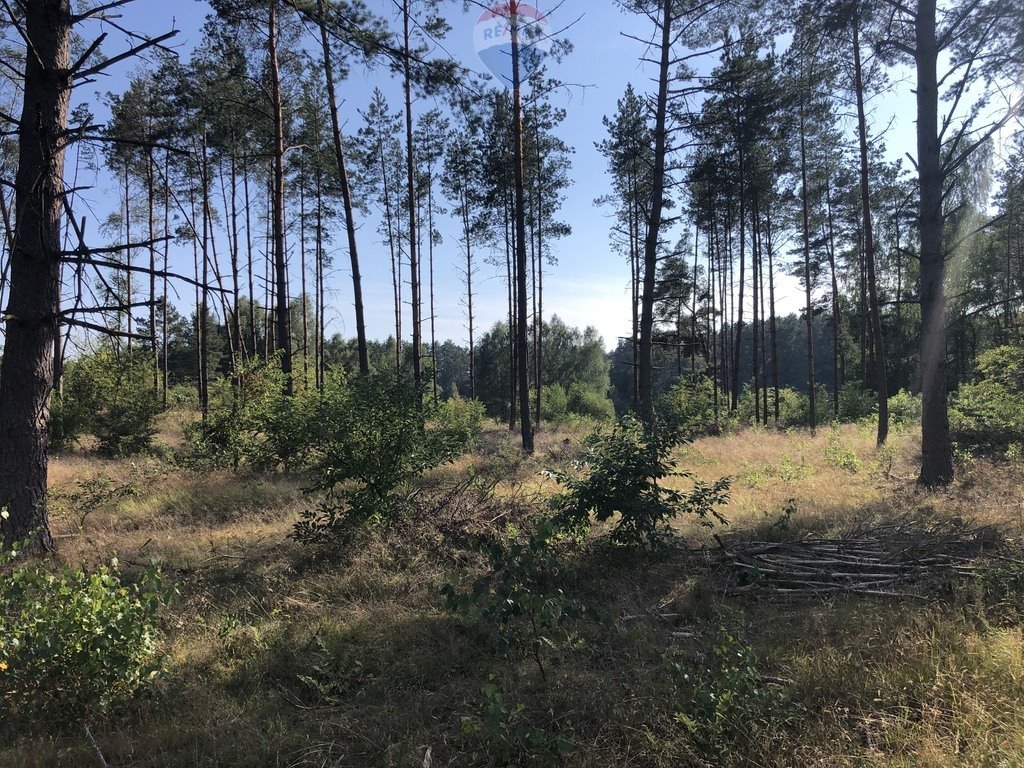 Działka budowlana na sprzedaż Wygoda  3 412m2 Foto 4