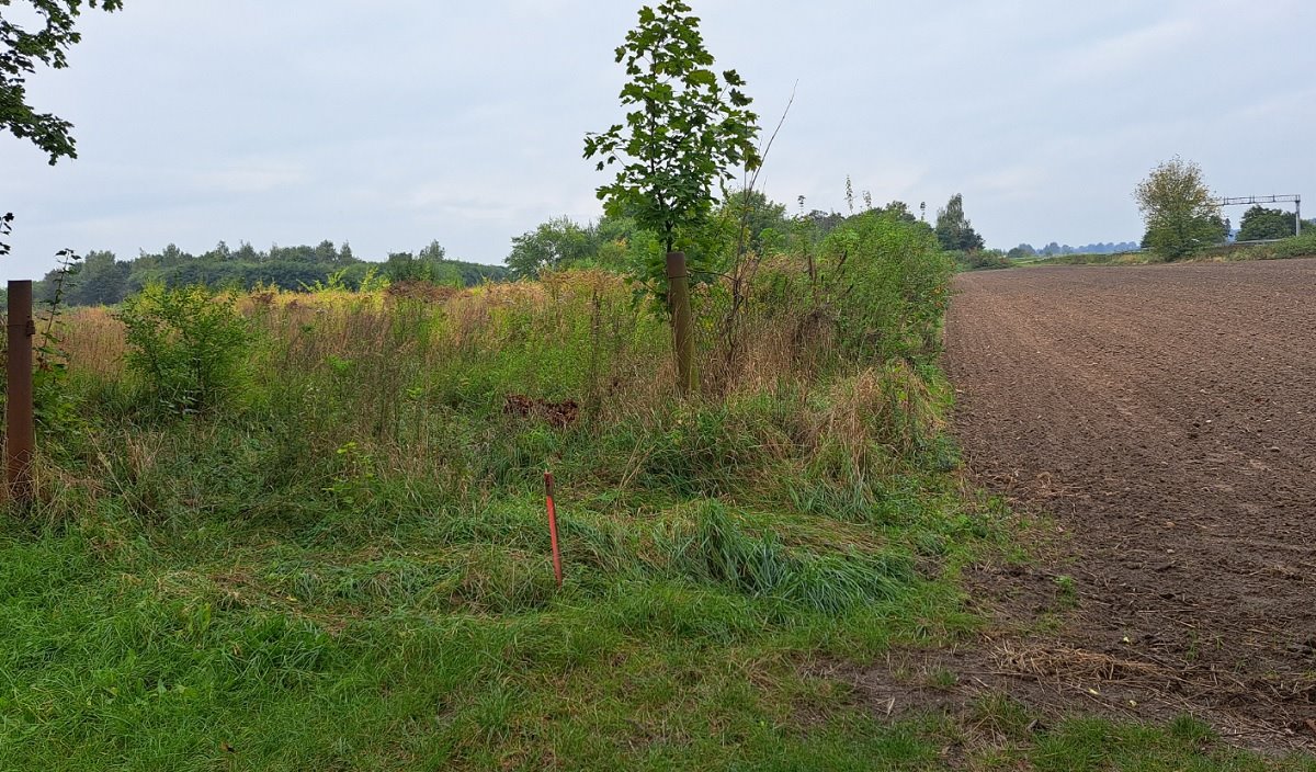 Działka inna na sprzedaż Lwówek, Lwówek, Pniewska  5 172m2 Foto 5