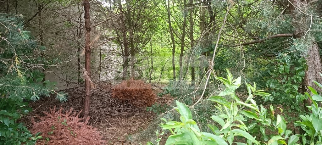 Działka 1000 m² z prądem i kanalizacją w Starej Wsi Stara Wieś  1 000m2 Foto 1