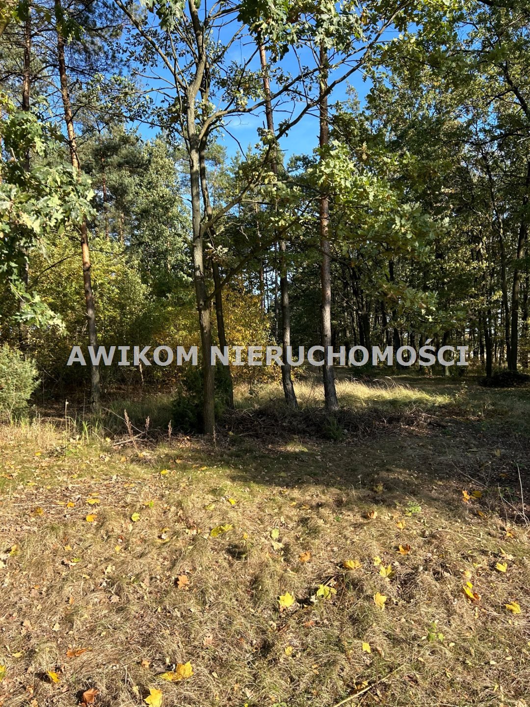 Działka budowlana na sprzedaż Wyszogród, Wilczkowo  3 006m2 Foto 7