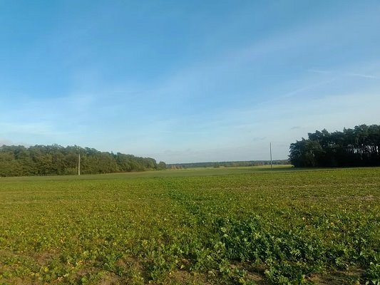 Działka budowlana na sprzedaż Godziesze Wielkie, Skrzatki  1 000m2 Foto 4