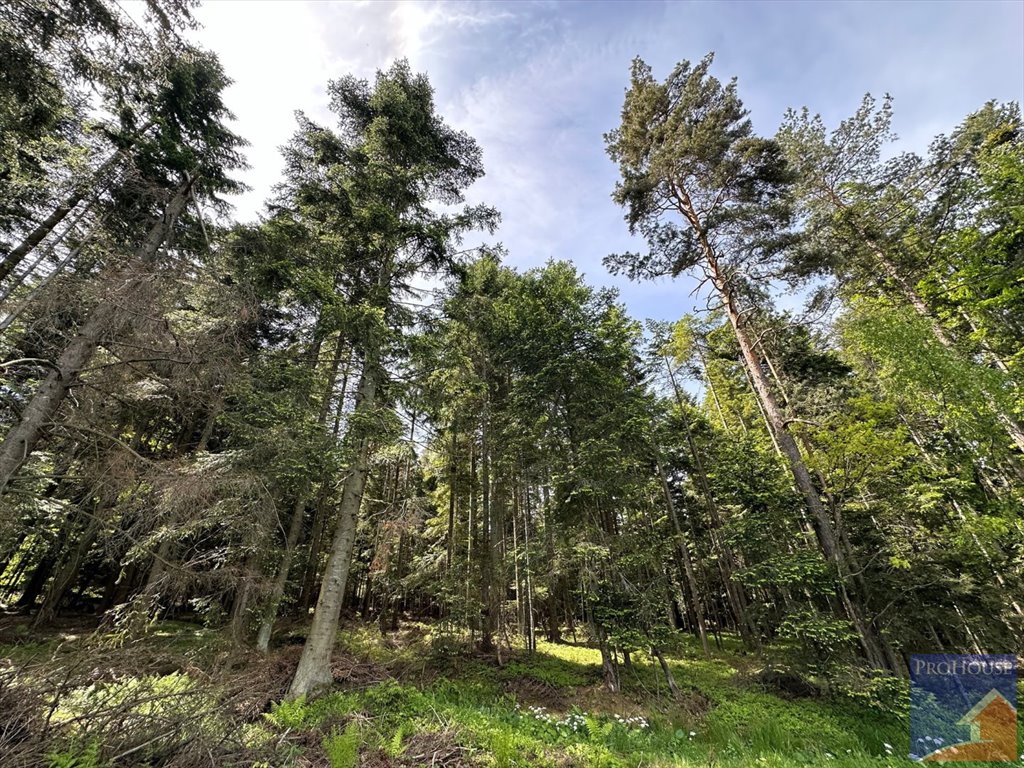 Działka leśna na sprzedaż Podłopień  5 200m2 Foto 9