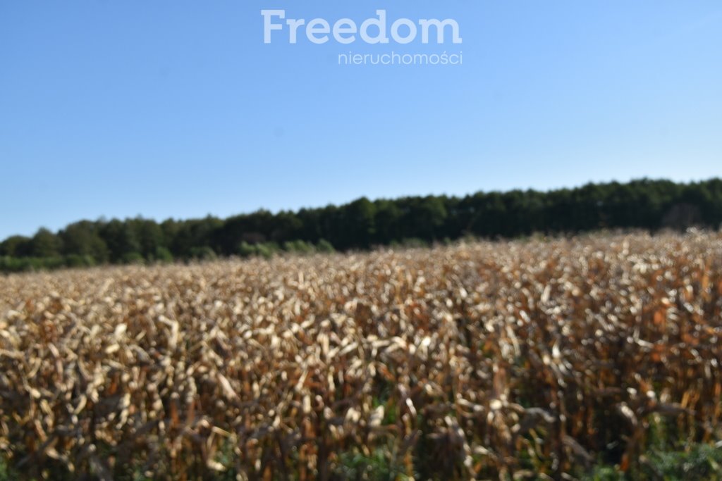 Działka rolna na sprzedaż Łączany  9 000m2 Foto 2