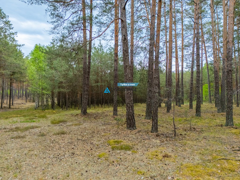Duża działka leśna 4,19 ha w Czarniżu – inwestycja i kontakt z naturą Czarniż  41 900m2 Foto 1