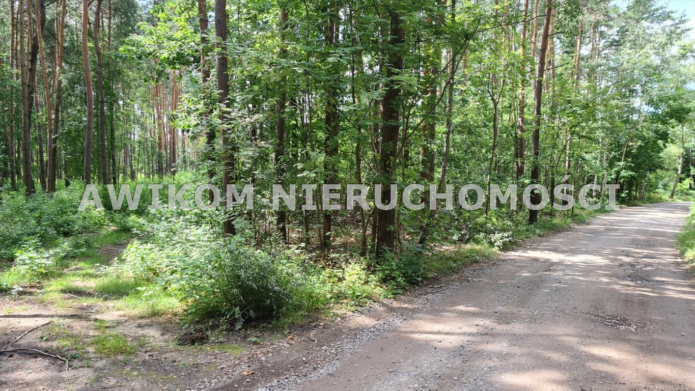 Działka leśna na sprzedaż Siestrzeń  11 500m2 Foto 3