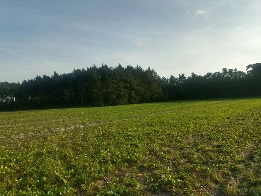 Działka budowlana na sprzedaż Godziesze Wielkie, Skrzatki  1 000m2 Foto 2