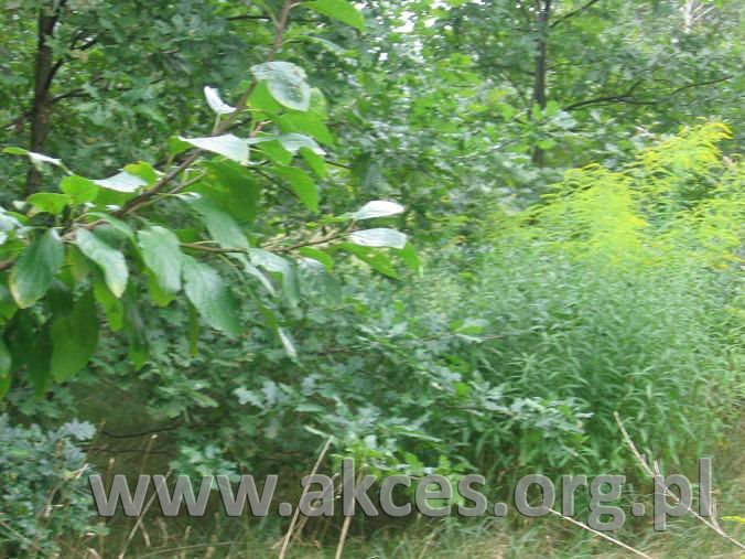 Działka inna na sprzedaż Żółwin  14 311m2 Foto 1