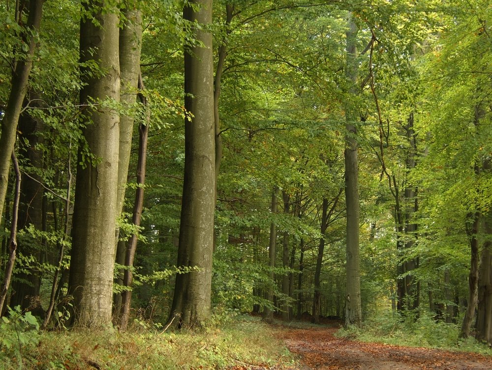 Dom na sprzedaż Purda, w lesie, nad jeziorem  146m2 Foto 7