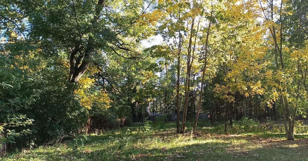 Na sprzedaż działka 2229 m² z lasem i planem pod dom w Łowickiem Dzierzgówek  2 229m2 Foto 1