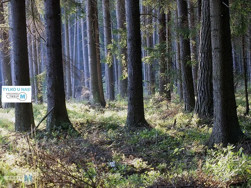Las 4,31 ha sosny i dębu w Sędziejowicach - inwestycja Chmielnik, Sędziejowice, Sędziejowice  43 100m2 Foto 1