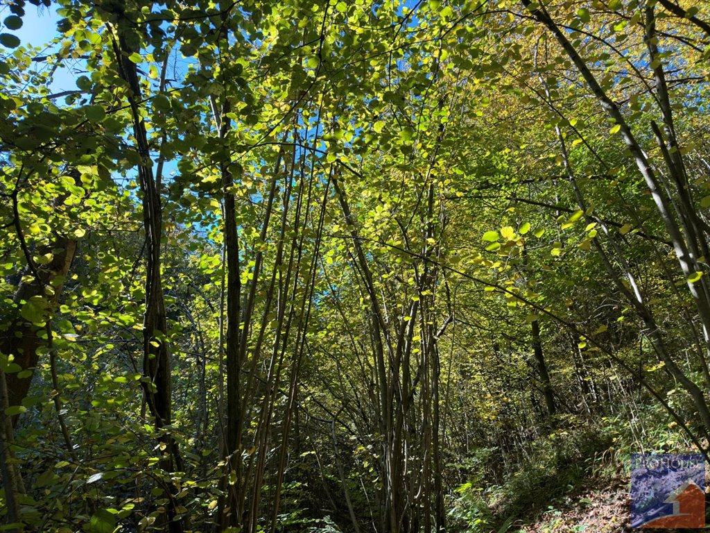 Działka leśna na sprzedaż Pisarzowa  4 800m2 Foto 9