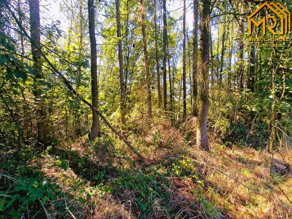 Działka inna na sprzedaż Trzemesna  5 374m2 Foto 12