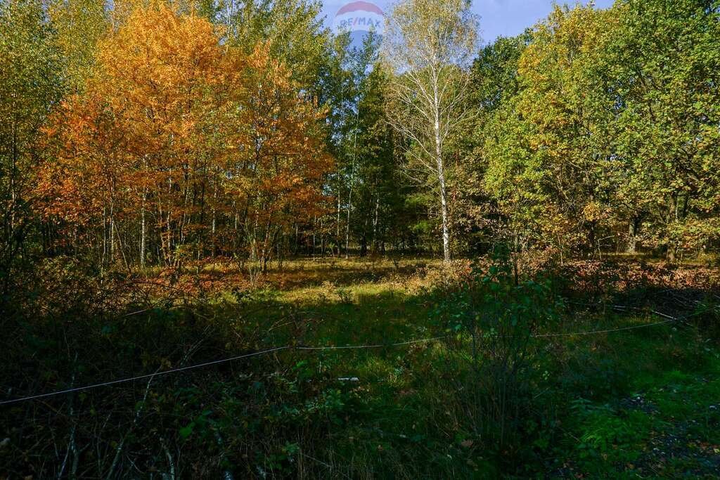 Działka budowlana na sprzedaż Puszcza Mariańska, Akacjowa  4 395m2 Foto 6