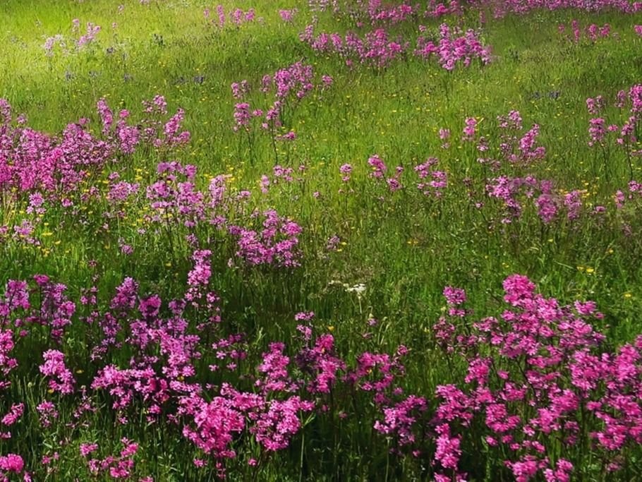 Działka gospodarstwo rolne na sprzedaż Zielona  7 500m2 Foto 2