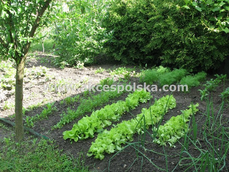 Przestronny dom 6 pokoi z tarasem i garażem w Parczewie Parczew, Broniewskiego  256m2 Foto 1