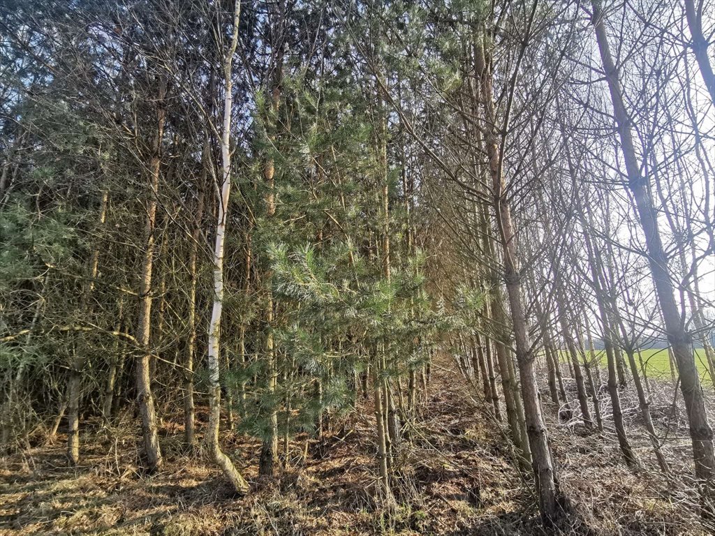 Działka leśna na sprzedaż Czyżkowo, Czyżkowo  18 900m2 Foto 8