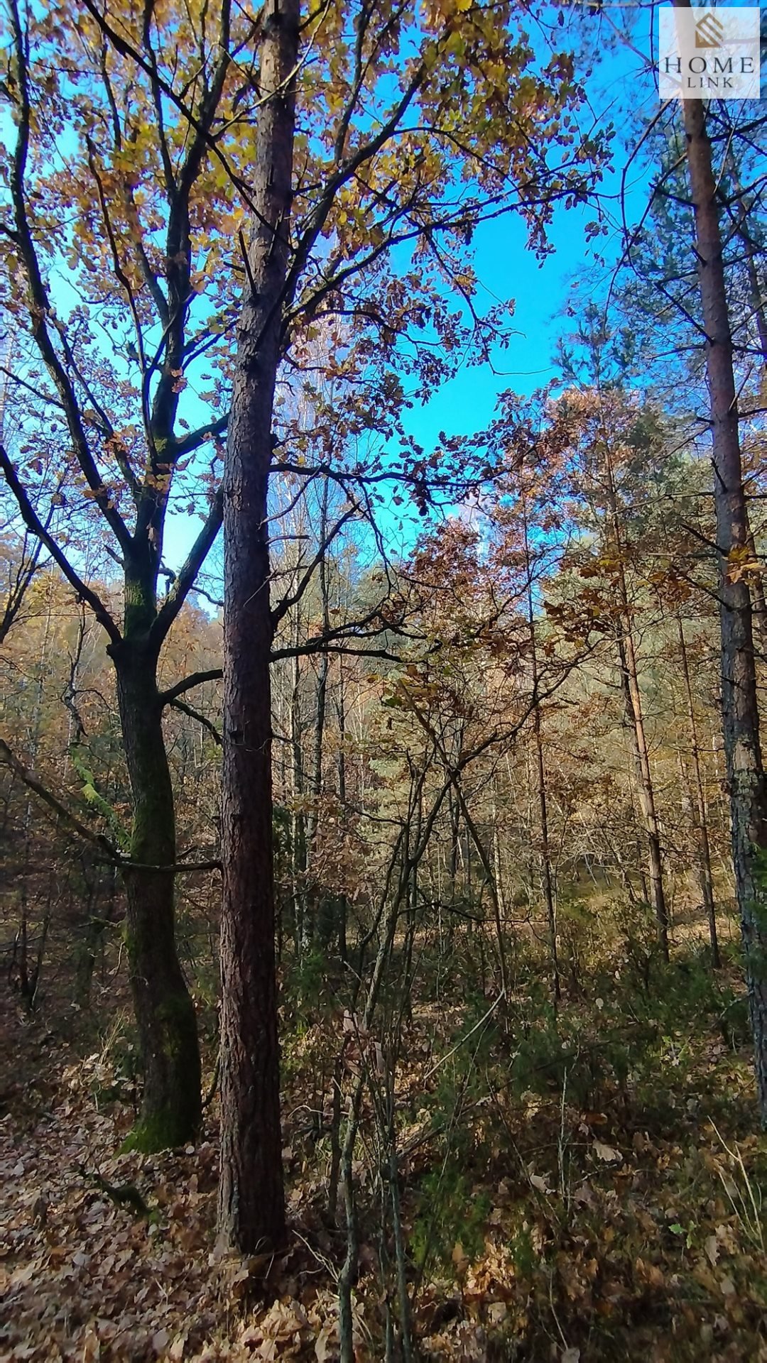 Działka leśna na sprzedaż Gryźliny  4 900m2 Foto 5